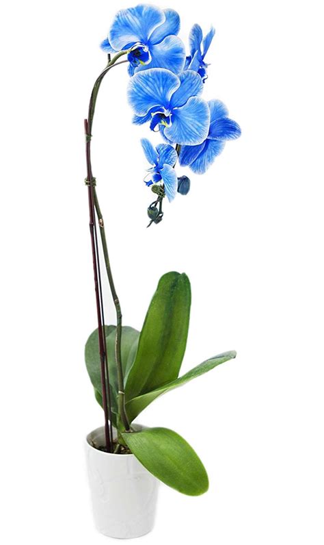 Indoor Real Blue Orchid Plant (Ceramic Pot) - Flowers and Gifts ...