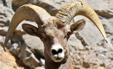 Desert wildlife – CALIFORNIA HIKING