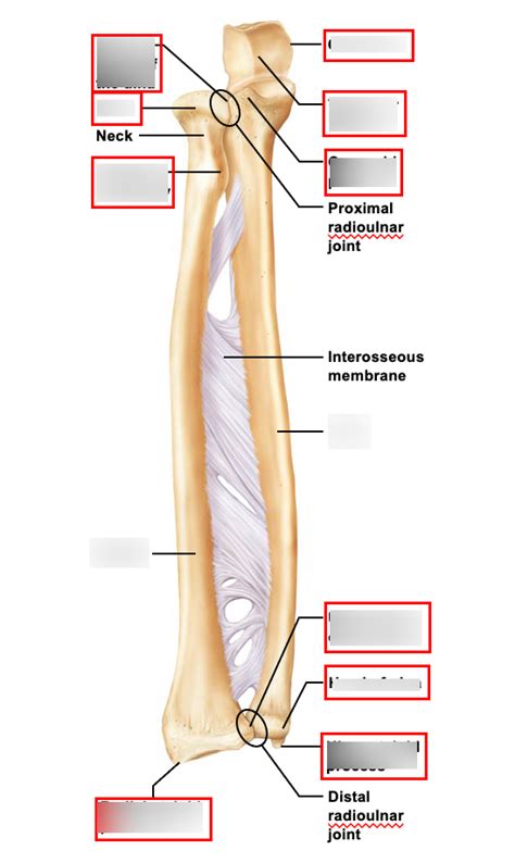 Bones of Right Forearm Anterior View : Radius and Ulna Diagram | Quizlet