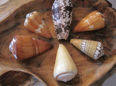 Cone Shells 6 Assorted Cone Shells Seashell Supply - Etsy