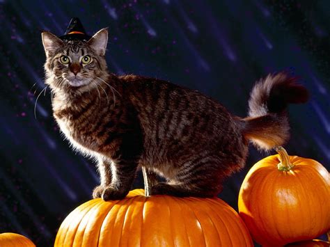 🔥 [40+] Cute Cat Halloween Wallpapers | WallpaperSafari