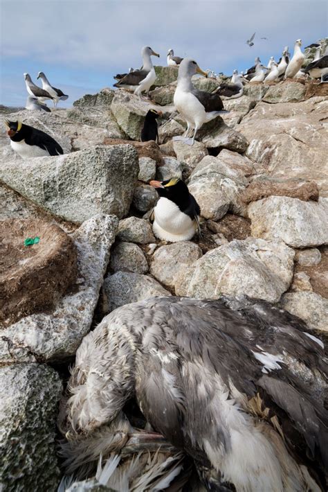 The future of the world is written in penguin blood | New Zealand Geographic