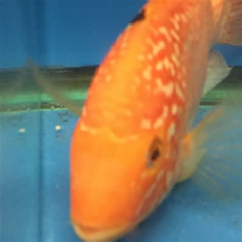 Red Texas Cichlid fish for sale | Exotic Fish Shop | Call 774-400-4598