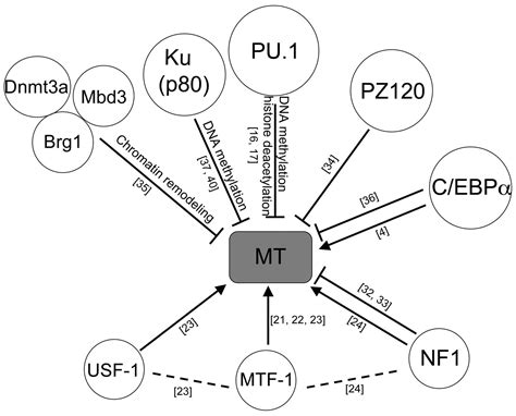 Positive and negative regulators of the metallothionein gene (Review)