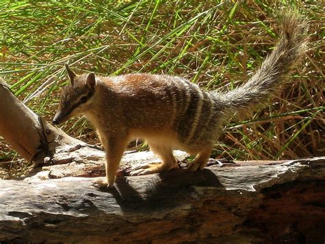 HD wallpaper: Animal, Numbat | Wallpaper Flare