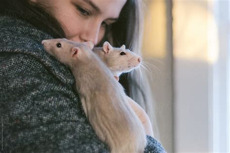 «Girl Cuddling Two Pet Rats» del colaborador de Stocksy «Deirdre Malfatto» - Stocksy