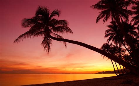 Sunset Palm Trees Wallpaper (62+ images)