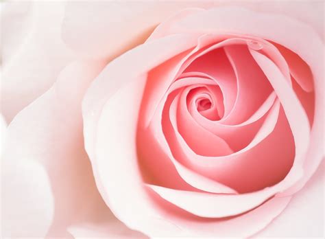 Beautiful Light Pink Rose Flower Macro Wallpaper, Aero, Close, Cute, Pastel - Wallpaperforu