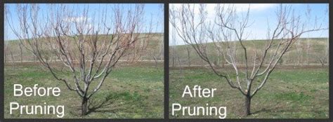 Pruning Peach Trees with Simple Instructions and Pictures