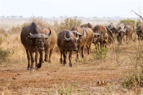 herd of buffaloes - herd of buffaloes | Herding, Buffalo, Animals