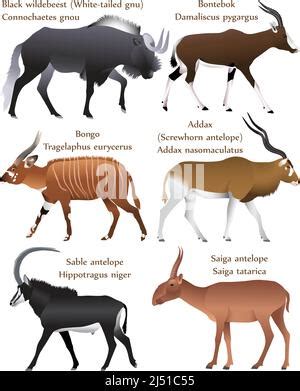 Collection of different species of antelopes in colour image: giant ...