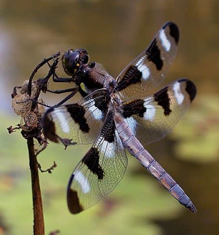 Animal Facts & Trivia: Dragonfly: amazing insect predator