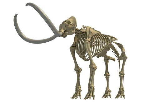 Elephant and Mammoth Skeletons - 3D Model by 3D Horse