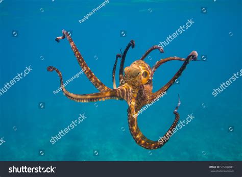 Dancing Octopus Stock Photo 535607041 | Shutterstock