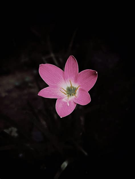 Small flower growing in night · Free Stock Photo