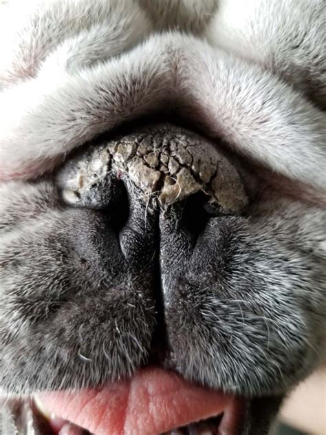 What Does It Mean When a Dog’s Nose is Dry? – Top Dog Tips