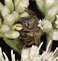 Species Apis mellifera - Western Honey Bee - BugGuide.Net