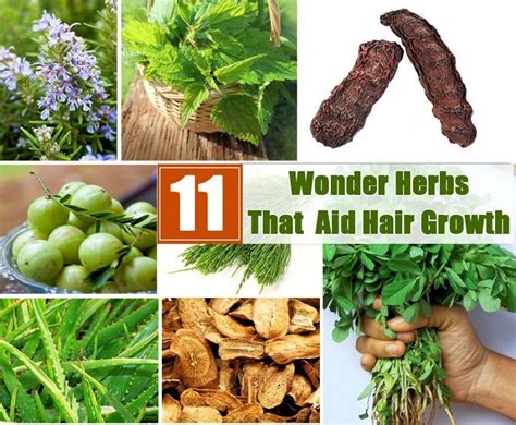 11 Wonder Herbs That Aid Hair Growth Natural Hair Loss Treatment, Natural Hair Care, Herbs For ...