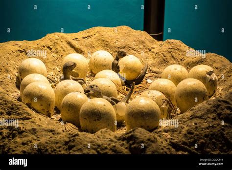 Dinosaur eggs and hatchling artifact in London Natural History Museum ...