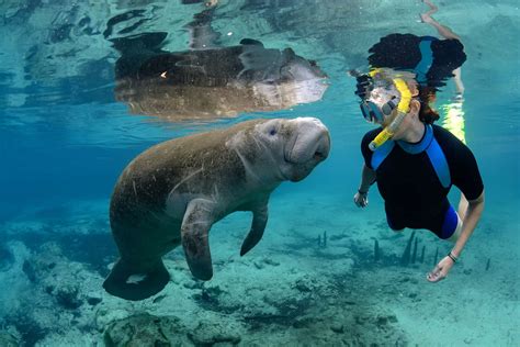 Encounters with Manatees in Crystal River, Florida - MilesGeek ️