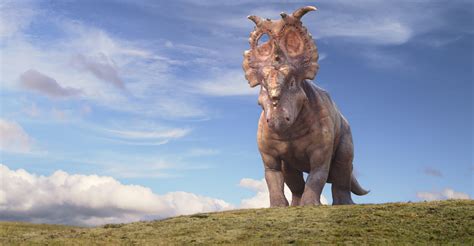 Pachyrhinosaurus - Walking with Dinosaurs Wiki