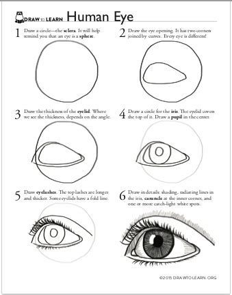 How to Draw a Human Eye Worksheet - Dawn Pedersen, Artist