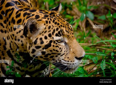 jaguar face closeup Stock Photo - Alamy