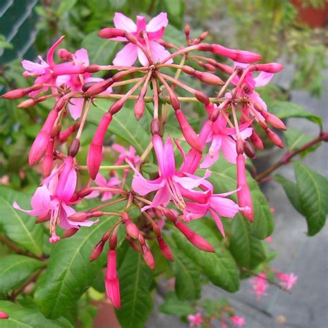 Fuchsia arborescens (also known as aretillo, Tree Fuchsia) is a plant in the family Onagraceae ...