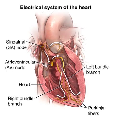 Describe the Electrical System That Controls the Heartbeat - ColtgroPugh