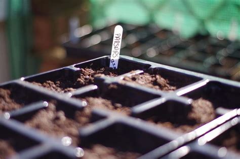 Growing Parsnips From Seed - Learn When To Plant Parsnip Seeds