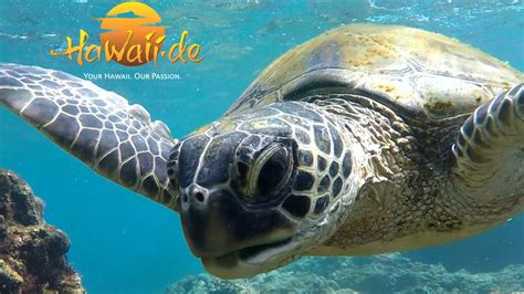 Best Places to Snorkel in Oahu – 7 Top Spots! | Cruising Sea