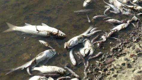 Dead Fish Stock Footage Video 2945092 - Shutterstock