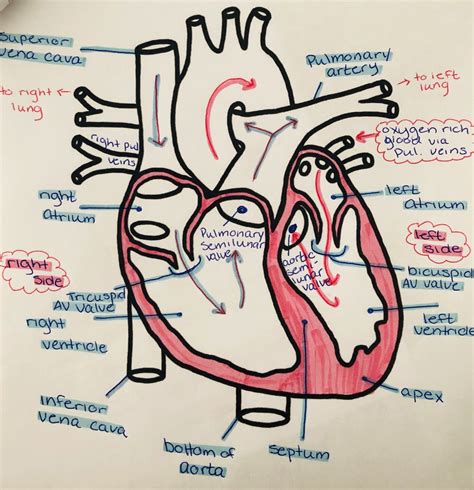 heart diagram – Graph Diagram