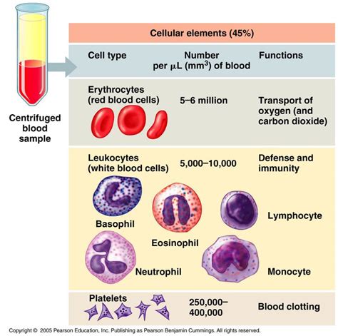 Components of Blood | Mcat | Pinterest