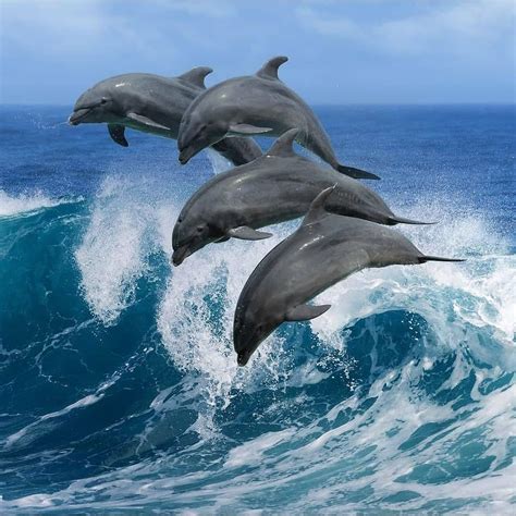 Ocean Inc on Instagram: “Dolphin pod surfing the waves🌊😁🐬 . Like and ...