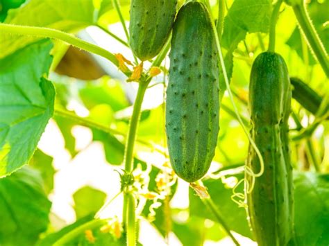 Tips For Growing Cucumbers: How To Grow Cucumbers | Gardening Know How