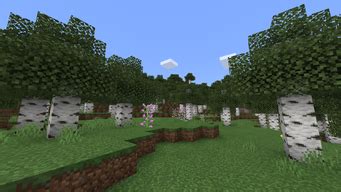 Birch Forest – Official Minecraft Wiki