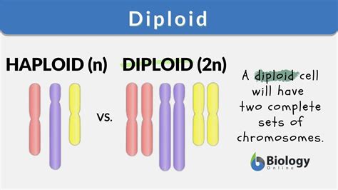 Diploid Definition and Examples - Biology Online Dictionary