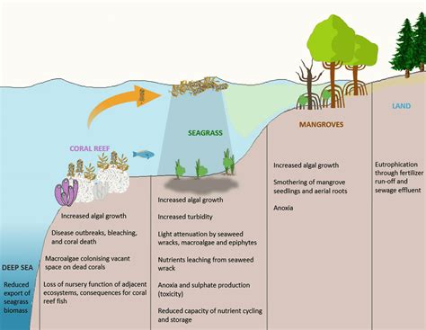 Causes of Eutrophication and Algal bloom | UPSC – IAS – Digitally learn