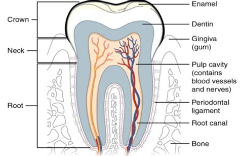 Draw a labelled diagram of L.S. of human teeth.