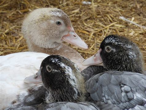 Muscovy | Ducks | Breed Information | Omlet