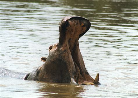 ADW: Hippopotamus amphibius: INFORMATION