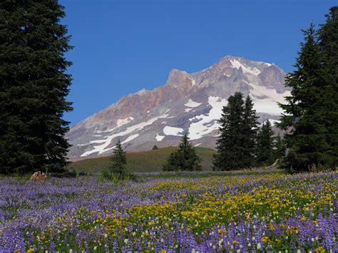 Paradise Park Wildflowers, Mount Hood, Oregon