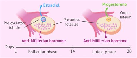 What hormones do the ovaries produce?