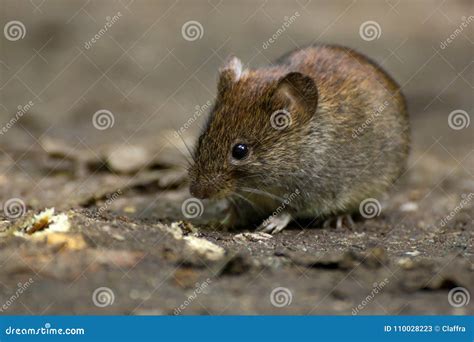 Common vole stock image. Image of ecology, country, nature - 110028223