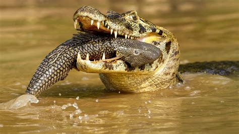 8 Days Pantanal Wildlife - Pantanal Safari Ristour