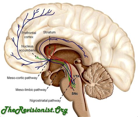 How the Dopaminergic Pathways is Key to Motivation & Reward - The Revisionist