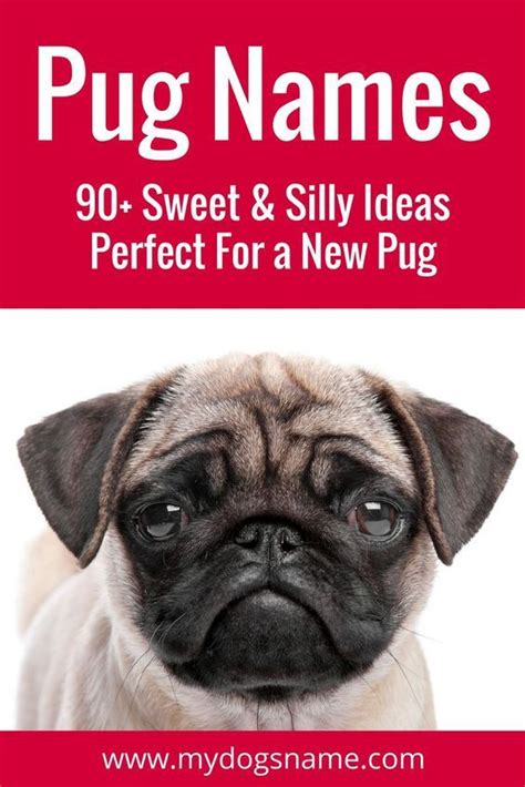 Awesome Pug Names – 250+ Sweet, Silly & Adorable Ideas | Pug names ...