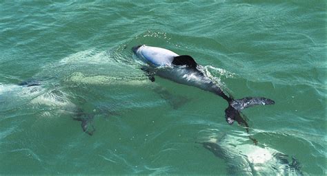 Akaroa Dolphins, Canterbury, NZ - 79 travel reviews for Akaroa Dolphins