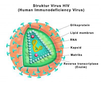 Struktur Tubuh Virus HIV dan Fungsinya - EDUBIO